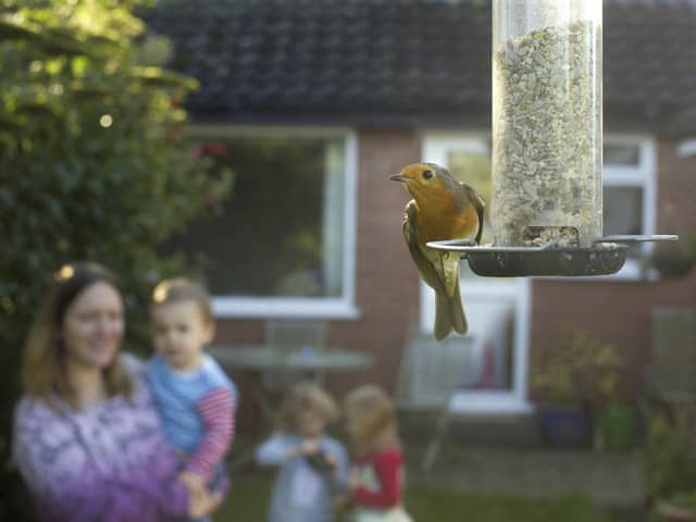 Bargain bird food will be arriving in stores this week