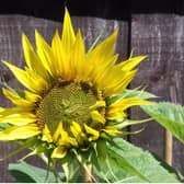 The sunflower grown by the Rev Andrew Sheard
