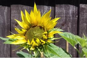 The sunflower grown by the Rev Andrew Sheard