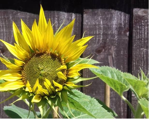 The sunflower grown by the Rev Andrew Sheard