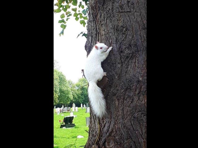 A reader spots the albino squirrel in Kingston Cemetery.