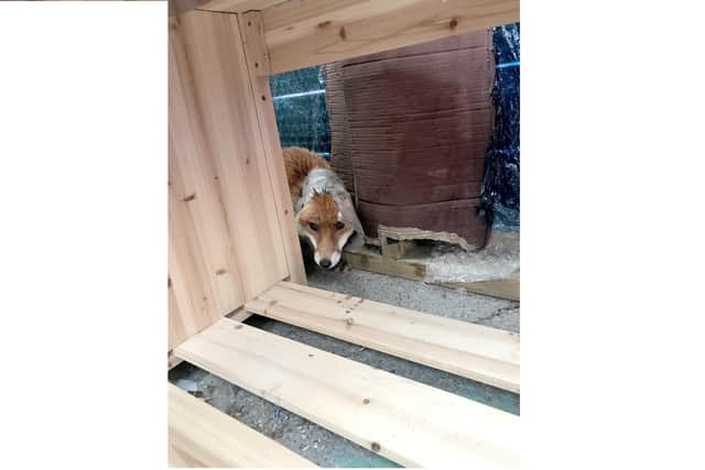 A fox found with his head stuck in a plastic bottle in a Southsea school has been rescued