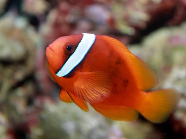 ​Are you a fish lover? Do you want to discover the staff's favorite fish at the Blue Reef Aquarium in Southsea?
Join in for the Love of Fish event from February 11-19 and embark on a journey through their interactive trail. 
Not only will you get to see some of the most fascinating fish species, you'll also learn about ways to save our oceans.
Adults £13.50, children £10.50. Go to bluereefaquarium.co.uk.