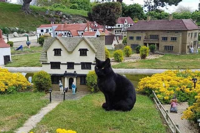 Rooney, the resident cat at Southsea Model Village. Picture: Supplied