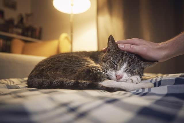 Tenants can request permission to keep a pet, and landlords must consider the request fairly