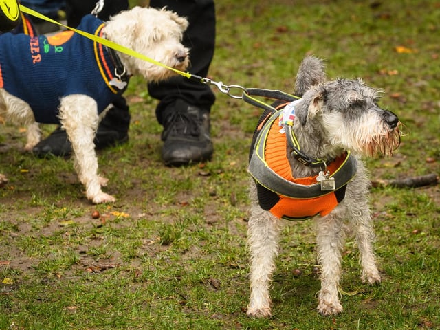Pictured is: A Schnauzer
Picture: Keith Woodland (291021-53)