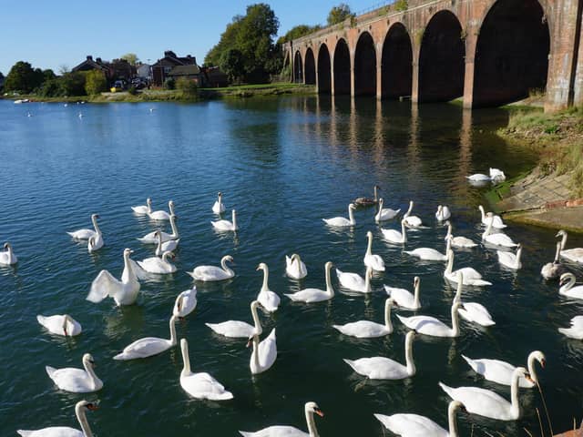 Swans on Fareham Creek.