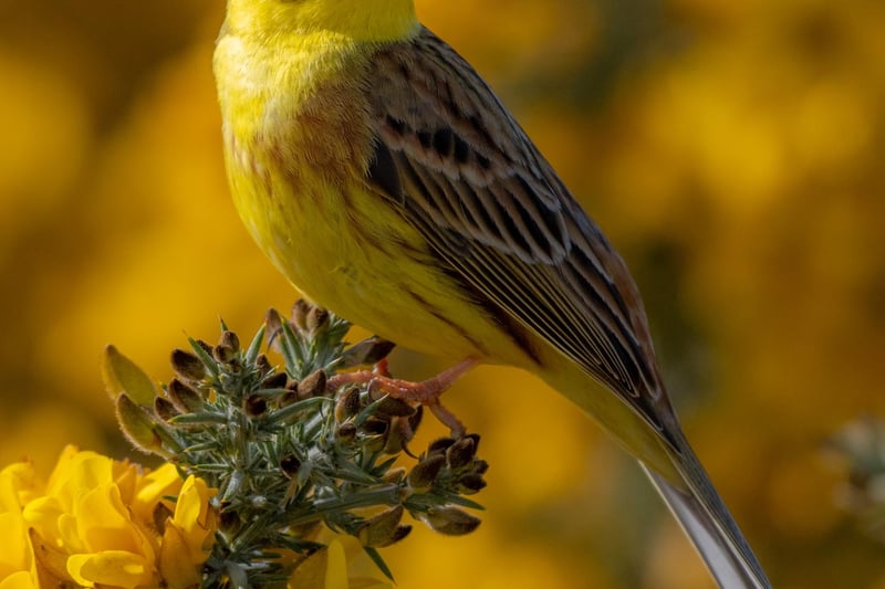 Wildlife winner: 'Yellowhammer' by Piers Fearick