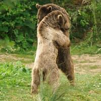 Bearly recognisable! Amazing transformation of rescued brown bears as they enjoy sanctuary life in Isle of Wight paradise home