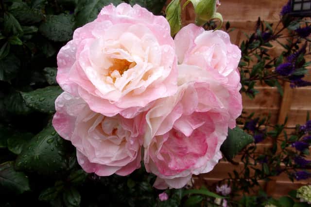 Purbrook horticultural Society virtual summer show'English Miss' Rose by Linda Piddington