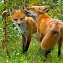Foxes getting rather friendly...