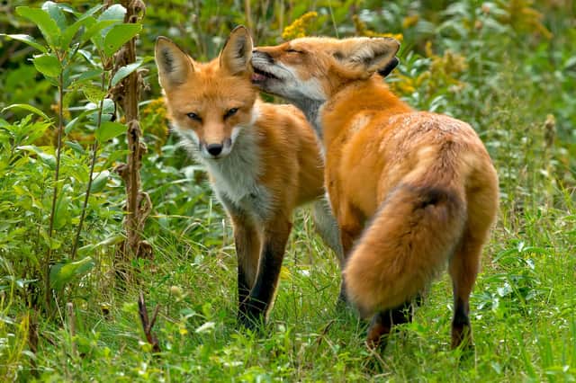 Foxes getting rather friendly...
