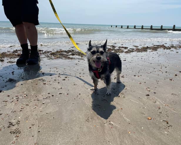 Probiotics could help save your holiday - Animal News Agency