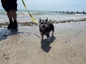 Probiotics could help save your holiday - Animal News Agency
