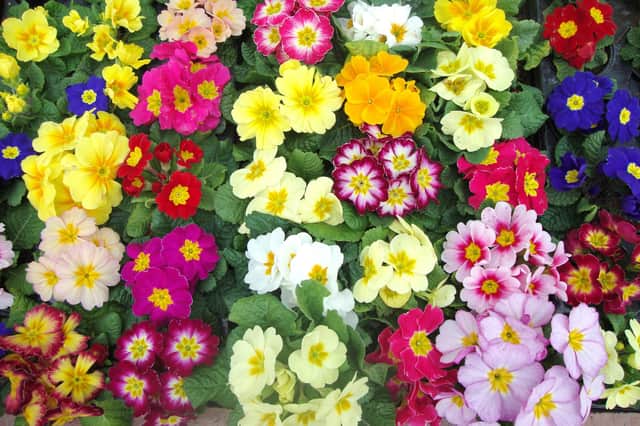 Polyanthus. Why not choose a perfumed variety?