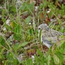 Little tern chick at Pagham Harbour. Picture: Ivan Lang