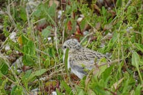 Little tern chick at Pagham Harbour. Picture: Ivan Lang