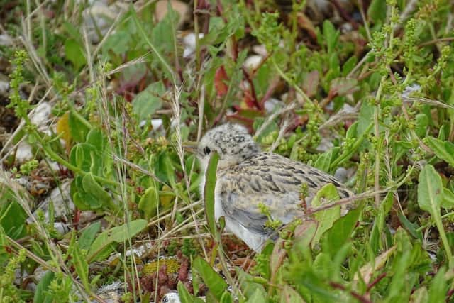 Little tern chick at Pagham Harbour. Picture: Ivan Lang