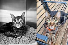 Tilly the Bengal cat has sadly died, leaving the community devastated.