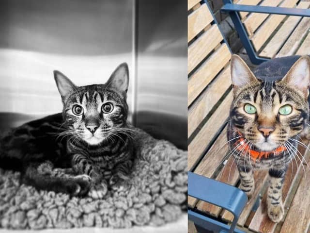 Tilly the Bengal cat has sadly died, leaving the community devastated.