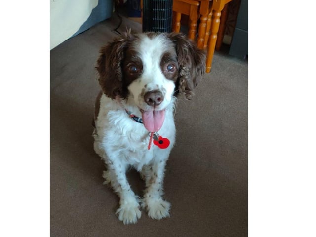 This picture of Roxy is absolutely adorable. Thank you Julie Hopkinson for sharing.