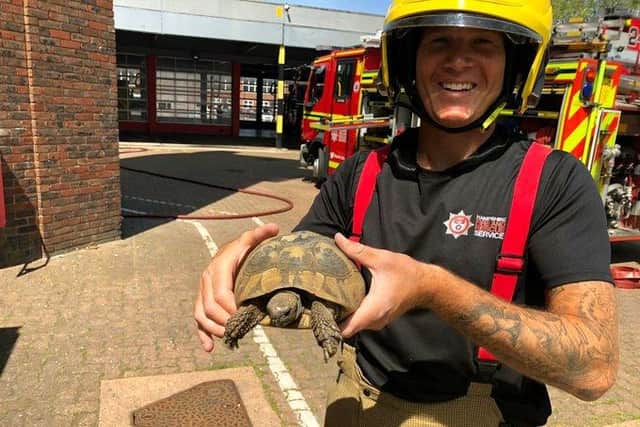 The tortoise found in the yard at Southsea Fire Station