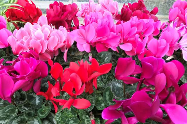 Now's the time to kick-start your cyclamen back into life. Picture: PA