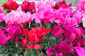 Now's the time to kick-start your cyclamen back into life. Picture: PA