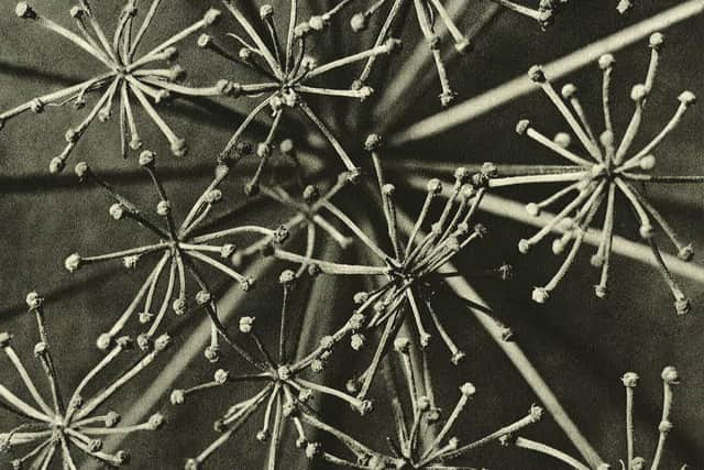 The images are taken from Blossfeldt's 1932 portfolio 'Wundergarten der Natur'.