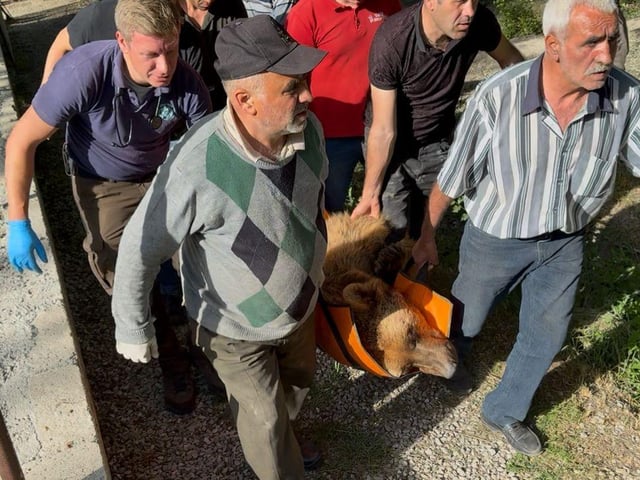 The bears being transported in Azerbaijan