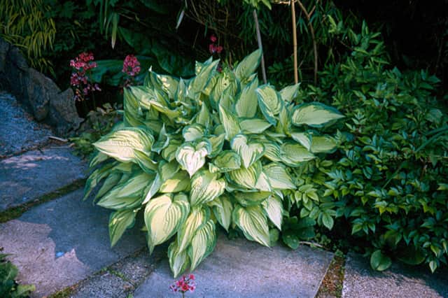 Hosta foliage is magnificent in the border.