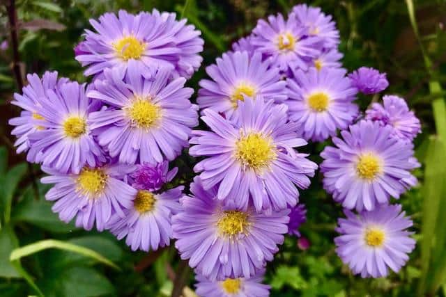 A perennial favourite - Michaelmas daisies.