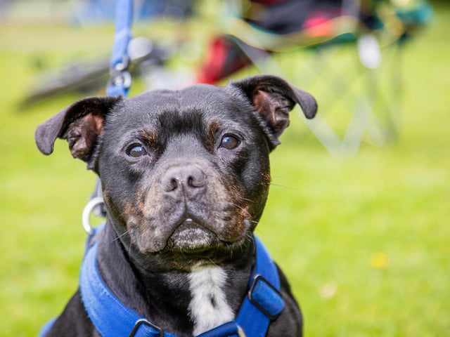 Families joined players and staff at an awards ceremony and fun day on Stubbington Recreation Ground on Saturday afternoon. Pictured - Rex the dogfPhotos by Alex Shute