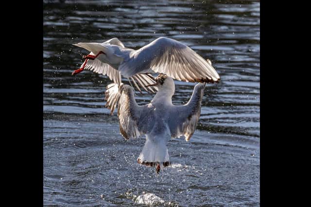 Seagulls at Hilsea by Andrew Fletcher, taken at Hilsea Lido