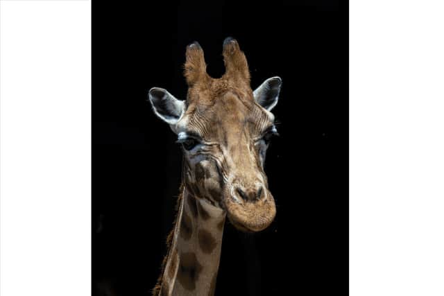 Matilda had to be euthanised as she was suffering from age-related symptoms. Picture: Marwell Zoo/Jason Brown.