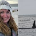 A passionate Portsmouth FC supporter took some stunning pictures of orcas off the coast of Sealion Island, Falkland Islands.

L to R: Sarah May Bonner and the pod of orcas, including parents Baba and Guido, with baby Pompey.