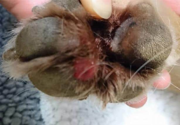 An example of Alabama Rot on a dog's paw.