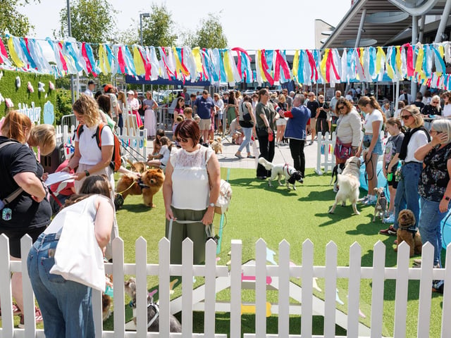 Dogs took centre stage at Whiteley yesterday.