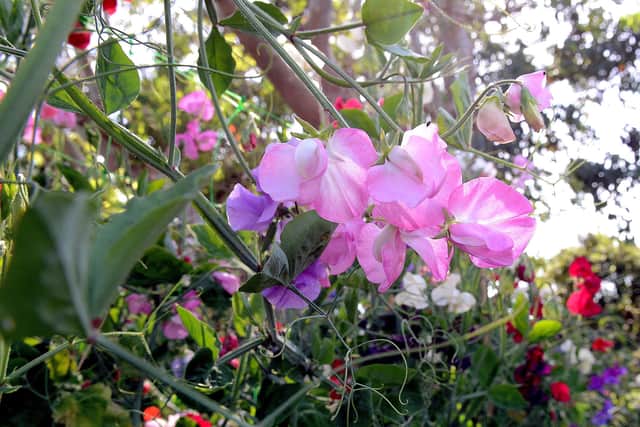 Sweet Peas. Picture: Kate Shemilt