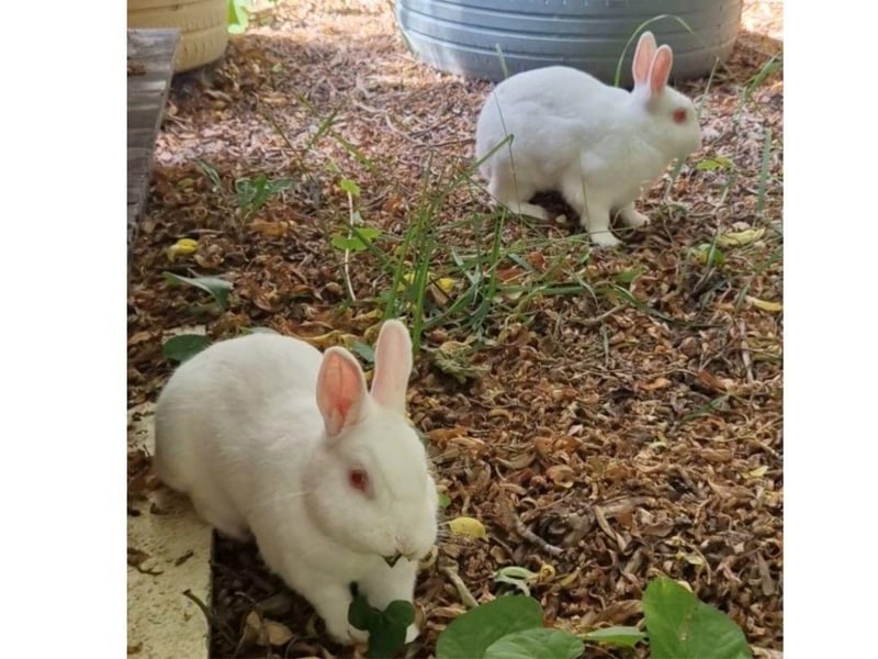 Holly and Eve have reached the milestone of 365 days in the RSPCA Solent Branch's care.