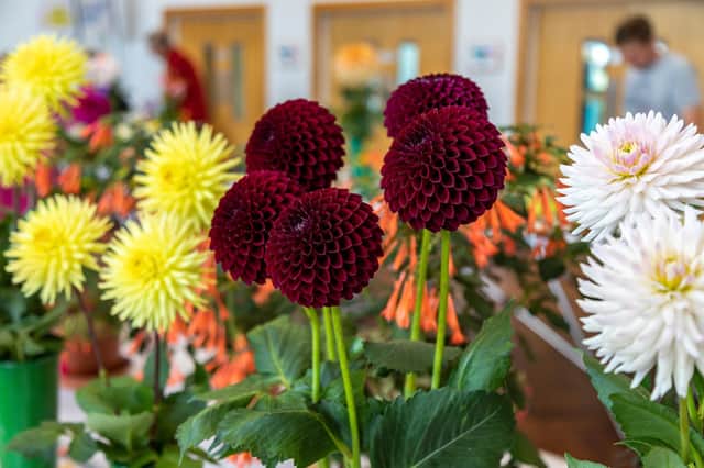Perfect petals at the Purbrook Horticultural Society summer show. Picture: Mike Cooter (210822)