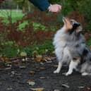 Training your do can often feel like a minefield - Animal News Agency
