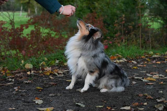 Training your do can often feel like a minefield - Animal News Agency