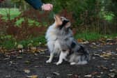 Training your do can often feel like a minefield - Animal News Agency