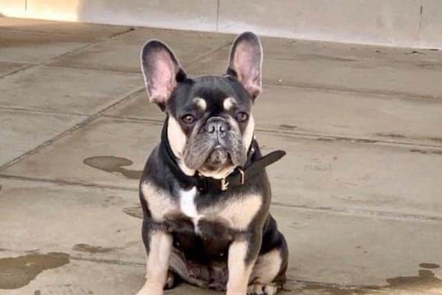 French bulldog Nellie was targeted by a suspected dog thief in Southsea on January 22. 