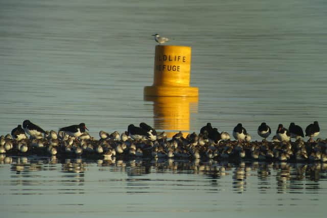 New marker buoys have been put in place at Sandy Point, Hayling Island to help protect endangered birds. Picture by Andy Johnson