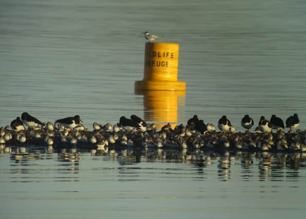 New marker buoys have been put in place at Sandy Point, Hayling Island to help protect endangered birds. Picture by Andy Johnson