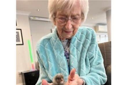Residents at Parker Meadows Care home in Fareham have witnessed nine baby chicks being born as part of their Easter celebrations and the chicks will stay with them over the Easter period. 
Pictured: One of the residents with a chick.