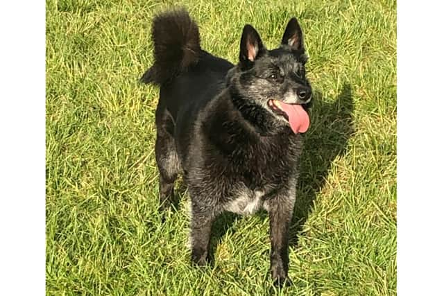 Storm, a rescue dog from Portsmouth, has made the front cover of the 2021 Kennel Club Breed Rescue Calendar.