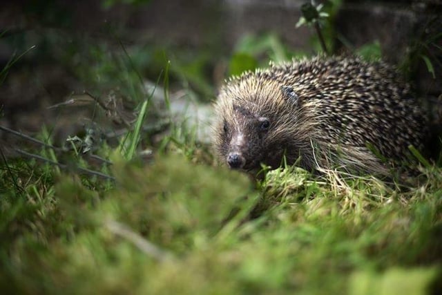 This hedgehog popped into Anna's garden in Roundway, Waterlooville.